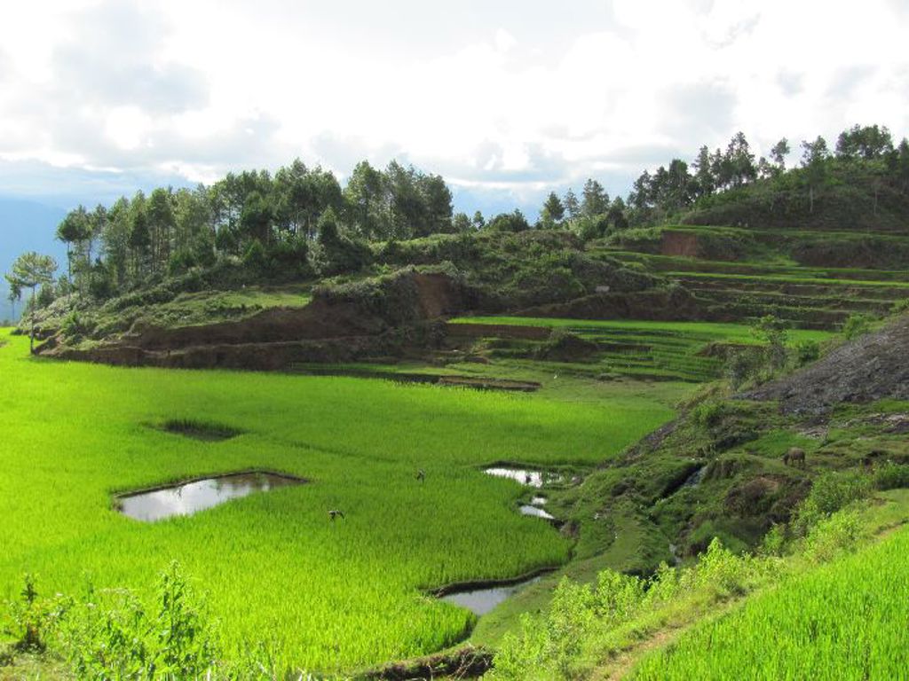 Groene rijstterrassen in het heuvelachtige landschap van Sulawesi, Indonesië.
