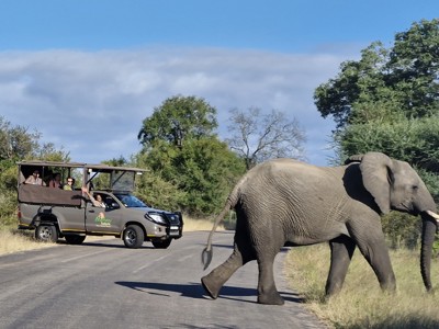 Olifant steekt weg over terwijl safaritruck stopt tijdens Route Zuid-Afrika, dag 6.