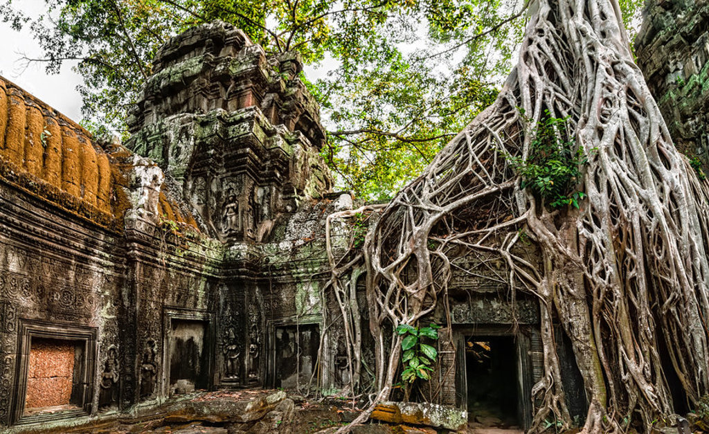 Boomwortels die een oude tempelruïne bij Angkor in Cambodja overwoekeren.