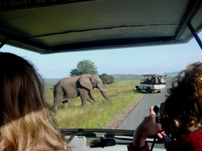 Olifant steekt de weg over tijdens safari in Zuid-Afrika, gezien vanuit een open jeep.
