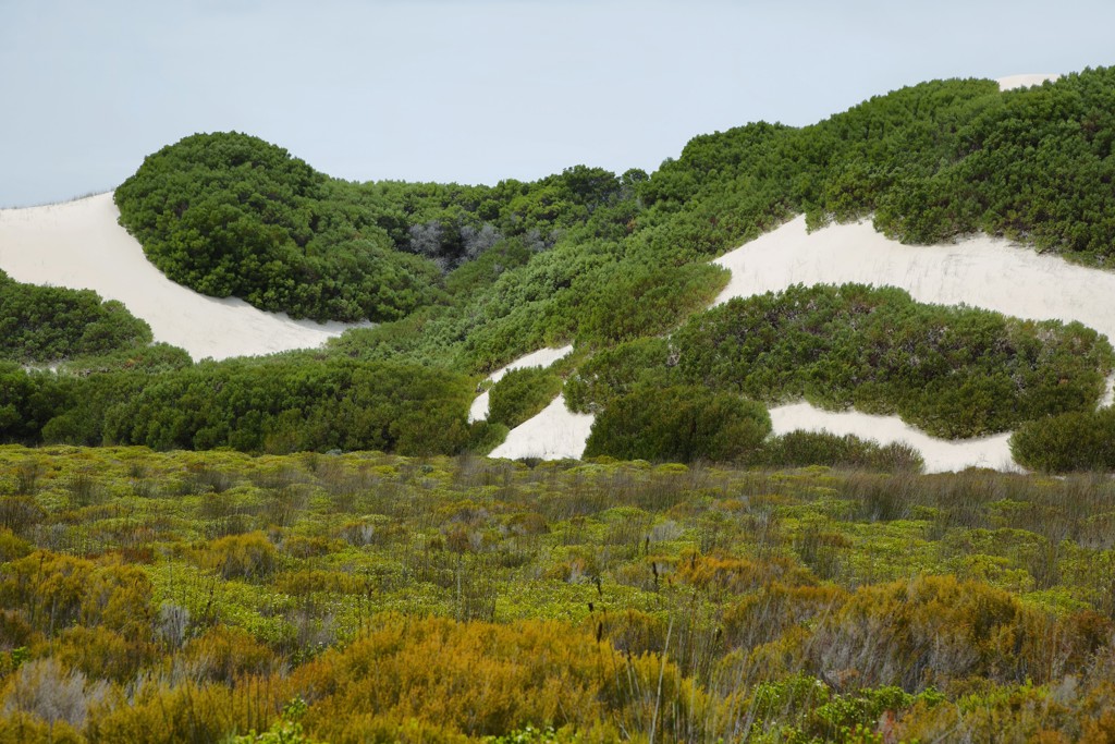 Witte zandduinen met groen struikgewas langs de Tuinroute in Zuid-Afrika.