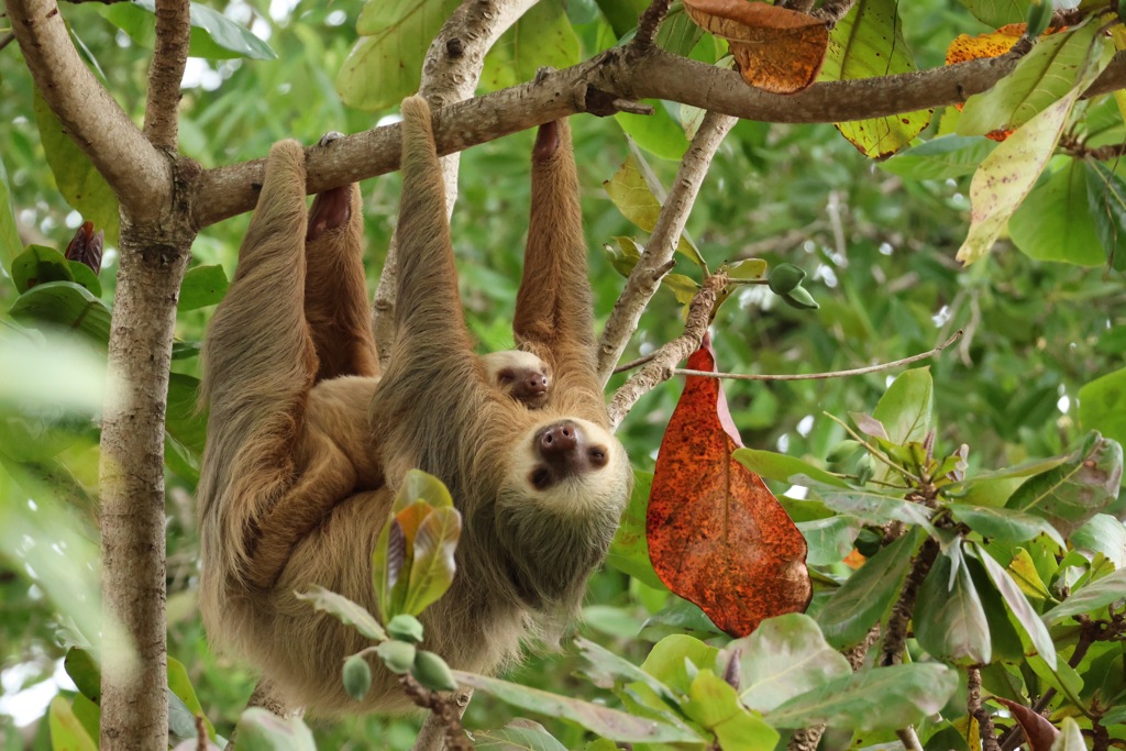 Luiaard met jong hangend in een boom in Costa Rica tijdens een 22-35ers reis.