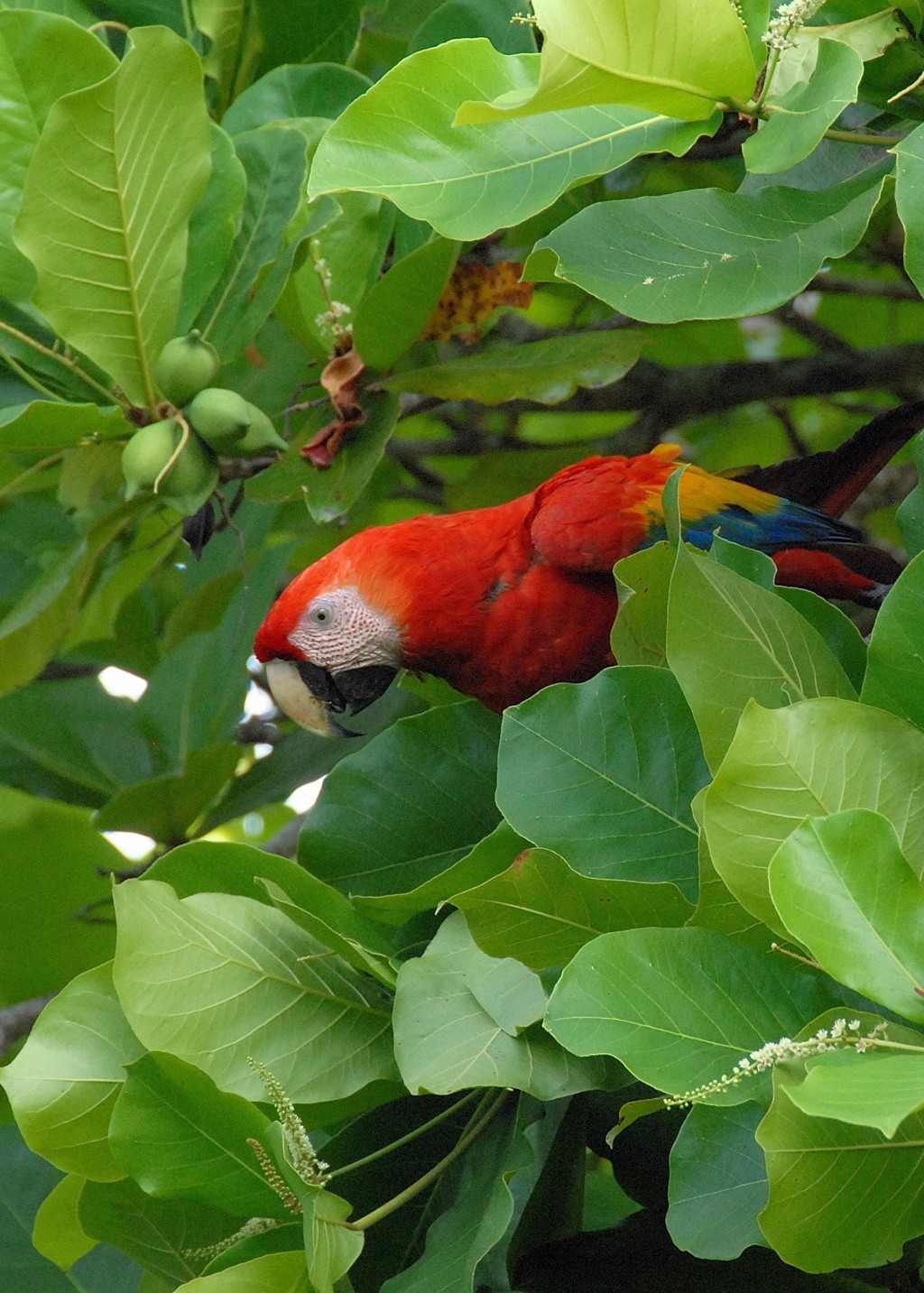 Rood-blauwe ara tussen groene bladeren in Costa Rica tijdens een familiereis.