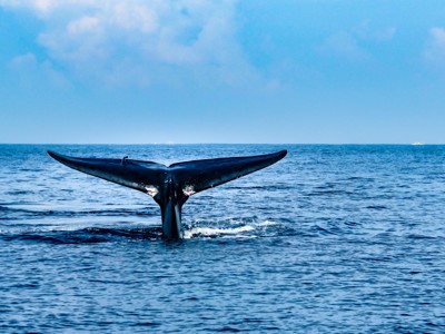 Walvisstaart boven zee bij Sri Lanka tijdens een boottocht.