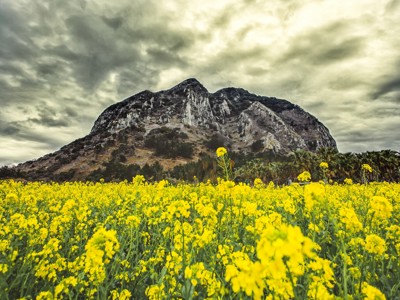 Gele bloemenveld op Jeju-do met de Seongsan Ilchulbong-krater op de achtergrond, Zuid-Korea.