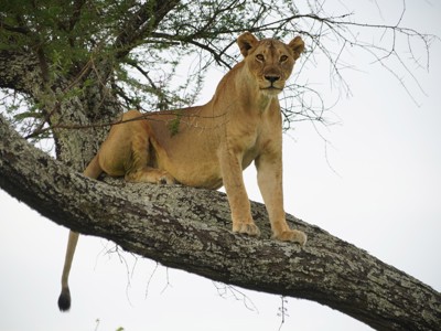 Leeuwin rust in een boom tijdens safari op de route Kenia en Tanzania.