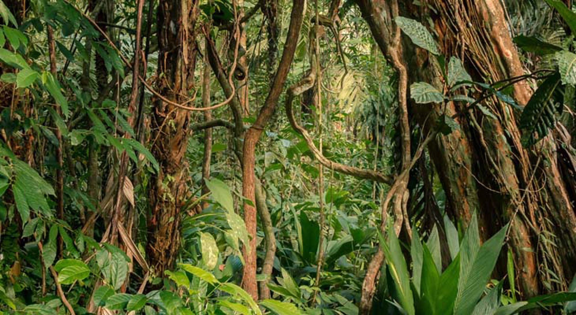 Nevelig regenwoud met hoge bomen in Costa Rica.