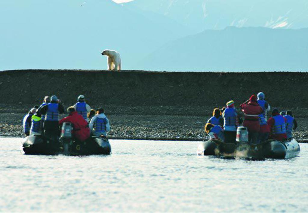 IJsbeer op het zee-ijs bij Spitsbergen tijdens een groepsrondreis naar Groenland en IJsland.