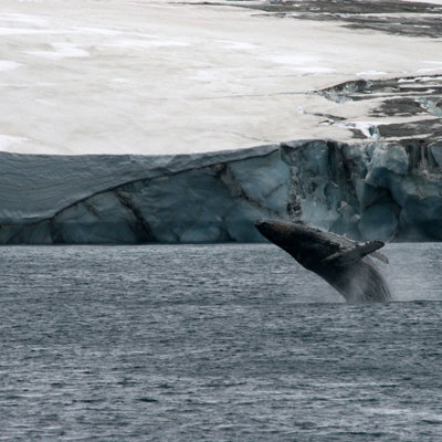 Bultrugwalvis springt uit zee bij een ijswand in Antarctica tijdens de rondreis Crossing the Circle.