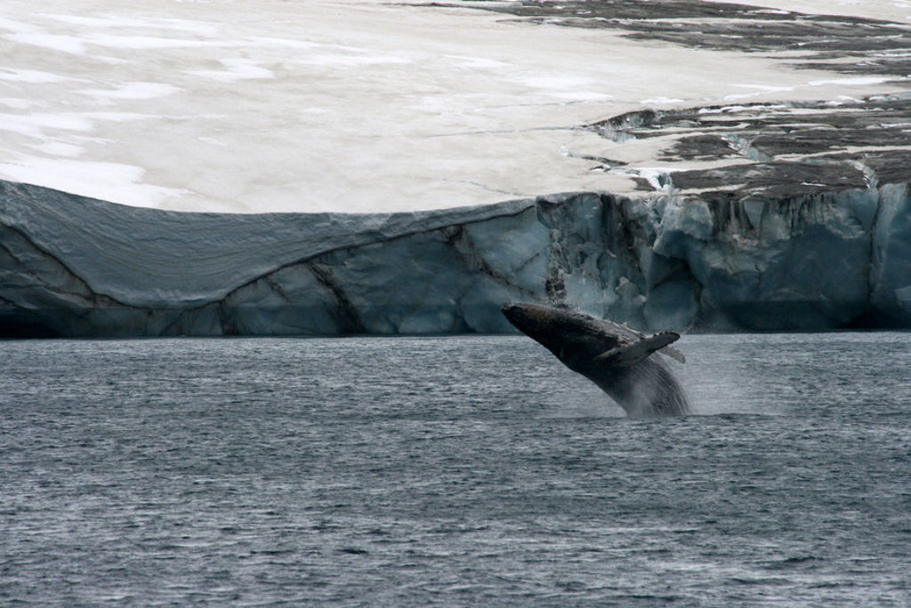 Bultrugwalvis springt uit zee bij een ijswand in Antarctica tijdens de rondreis Crossing the Circle.