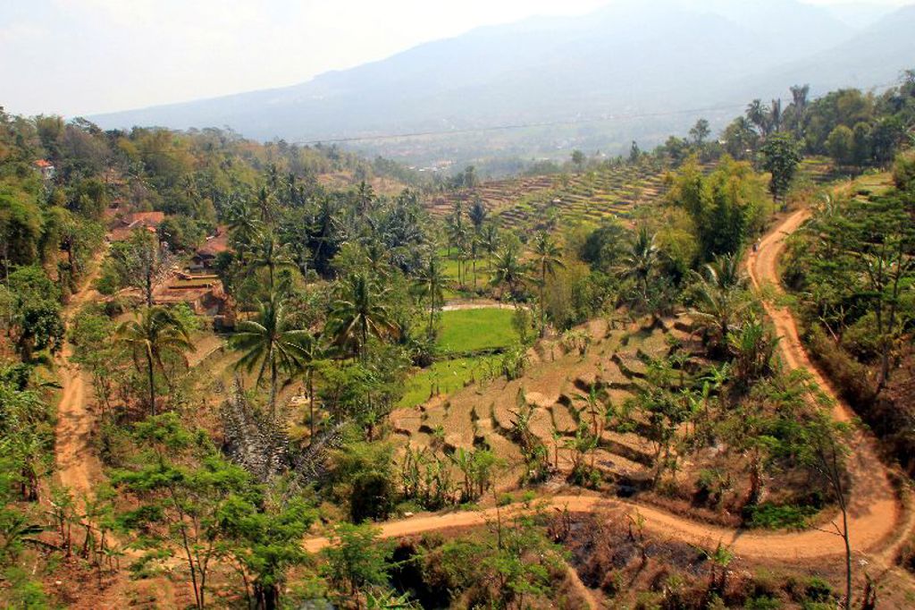 Groene rijstterrassen en palmbomen in heuvelachtig landschap tijdens groepsrondreis Java & Bali.