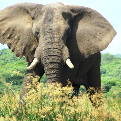 Afrikaanse olifant in het groen tijdens de groepsrondreis Oeganda Natuur Plus Pop-Up.