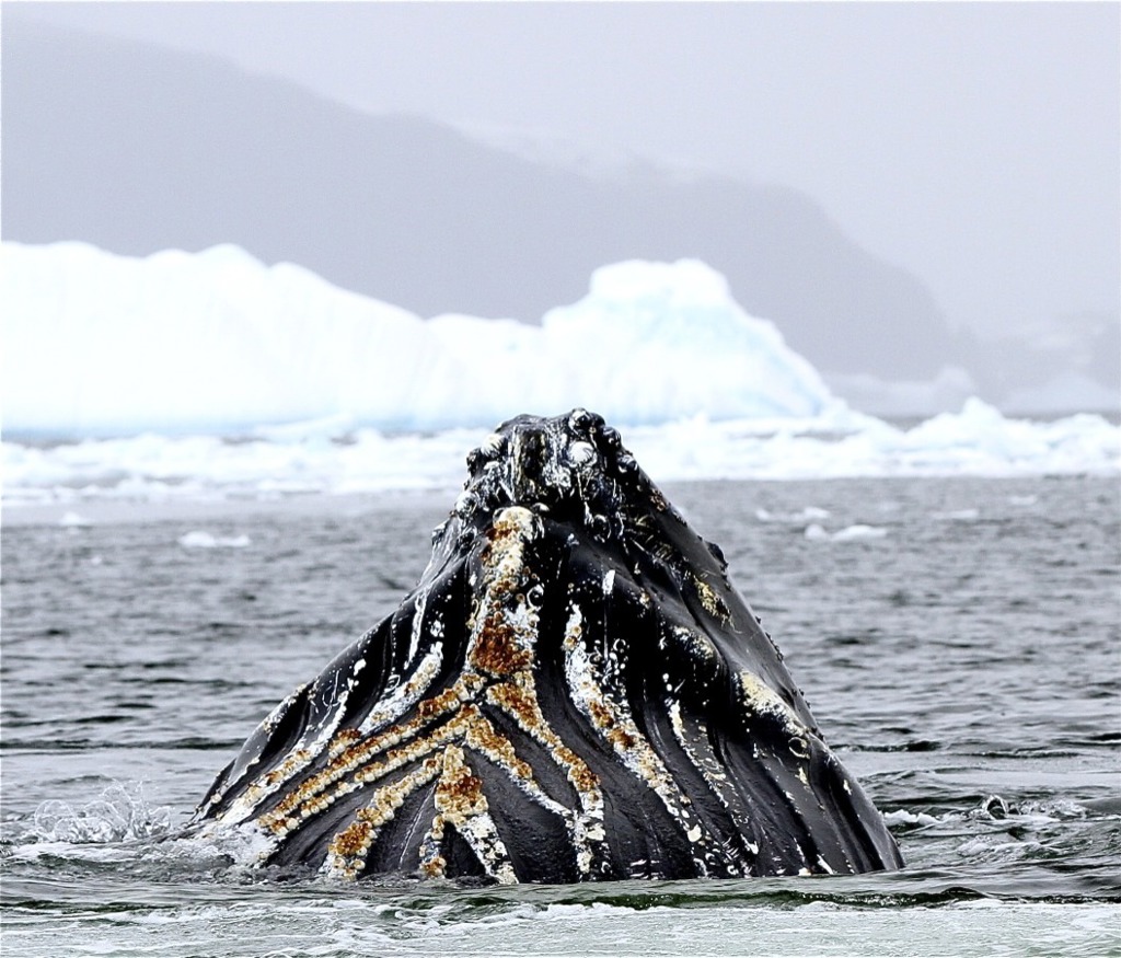 Bultrugwalvis duikt op in de Antarctische zee met ijsbergen op de achtergrond.