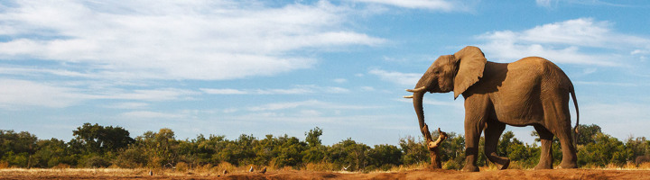 Olifant in de savanne van Botswana tijdens een rondreis.