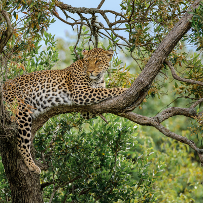 Luipaard rust in een boom tijdens safari in Kenia en Tanzania.