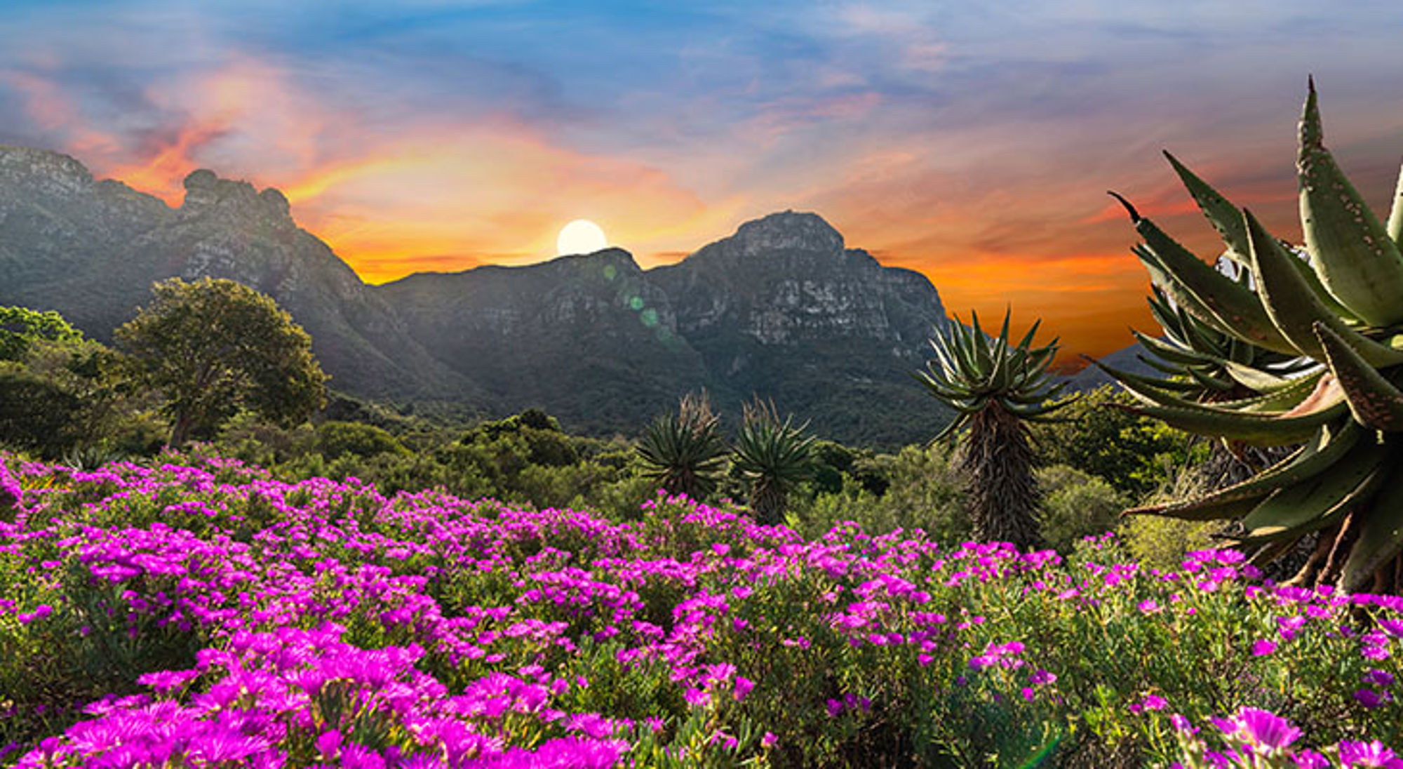 Zonsondergang boven bergen met bloeiende paarse veldbloemen en aloëplanten in Zuid-Afrika.