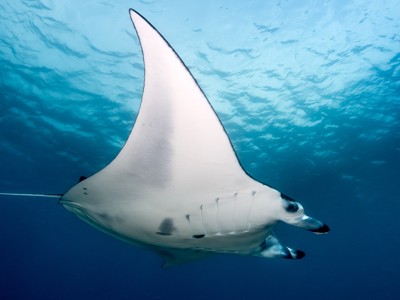 Mantarog zwemt door helderblauw water tijdens de Route Kleine Sunda Eilanden.