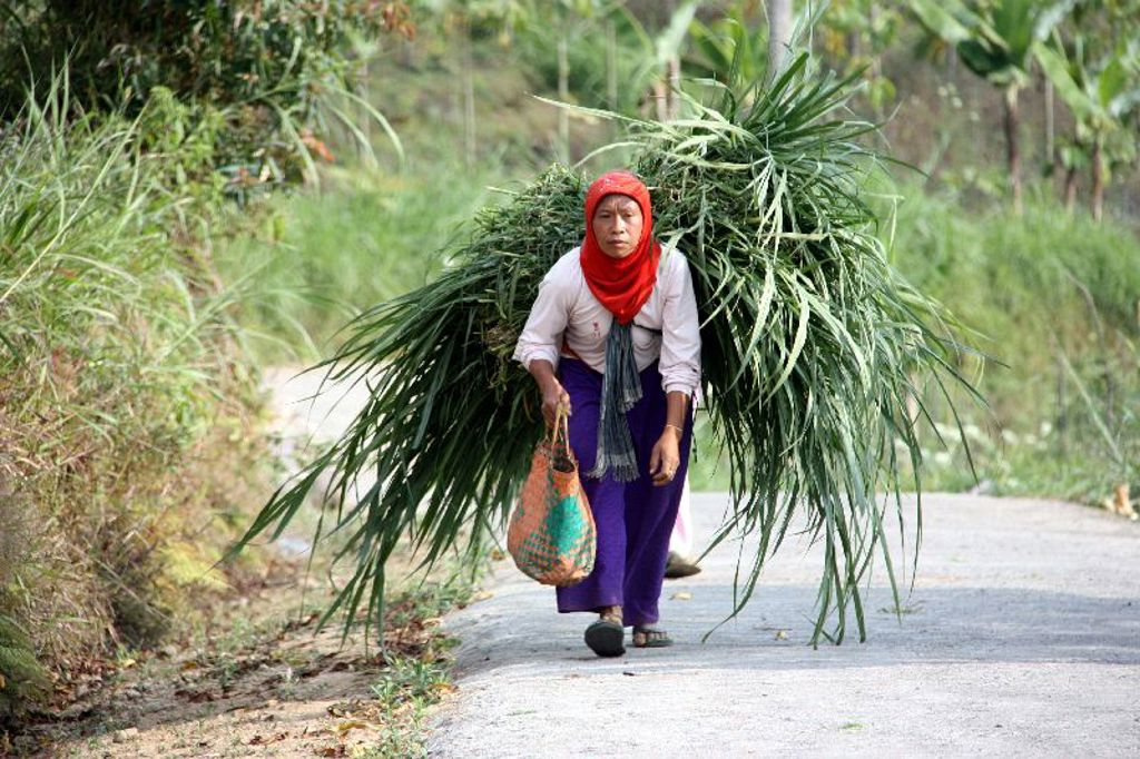Vrouw op Java draagt een grote bundel gras langs de weg tijdens groepsrondreis Sumatra, Java en Bali.