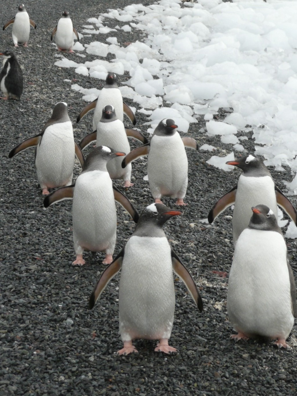 Groep ezelspinguïns op een kiezelstrand met sneeuw in Antarctica.