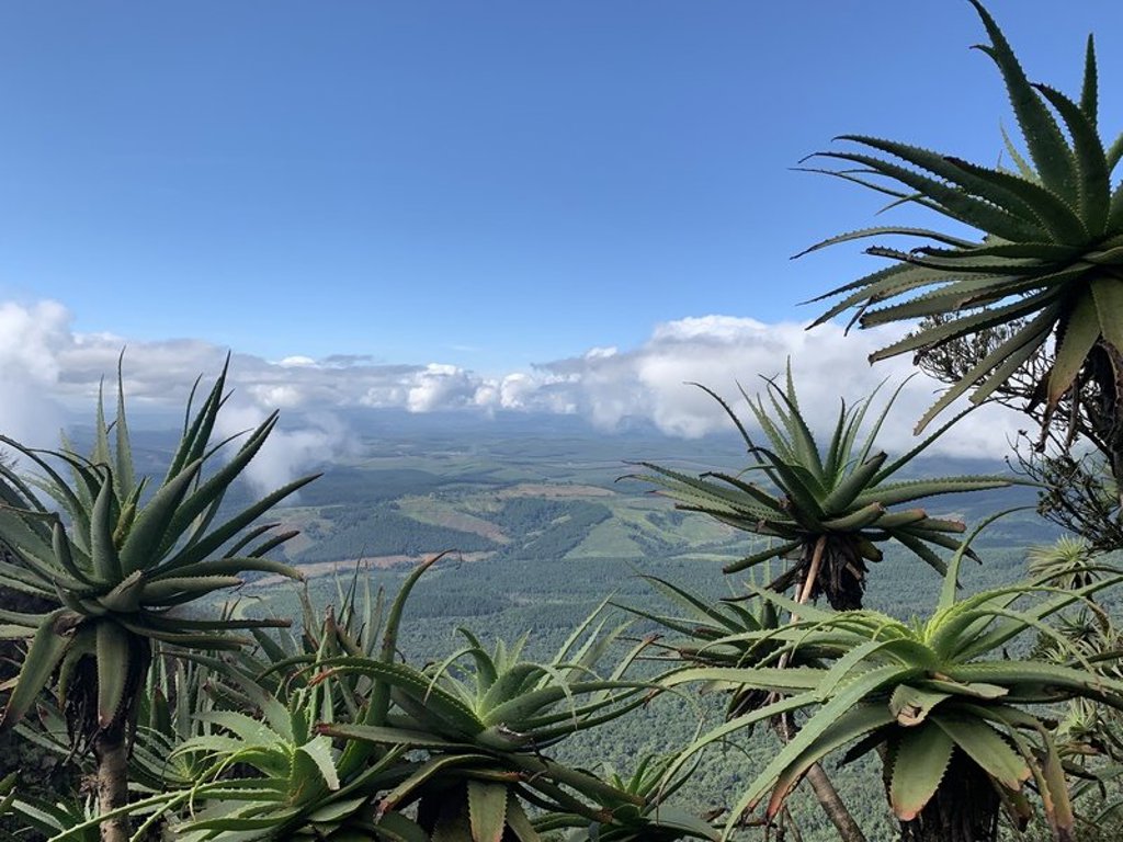 Palmbomen tegen een heldere lucht tijdens een groepsrondreis door Noordelijk Zuid-Afrika en eSwatini.