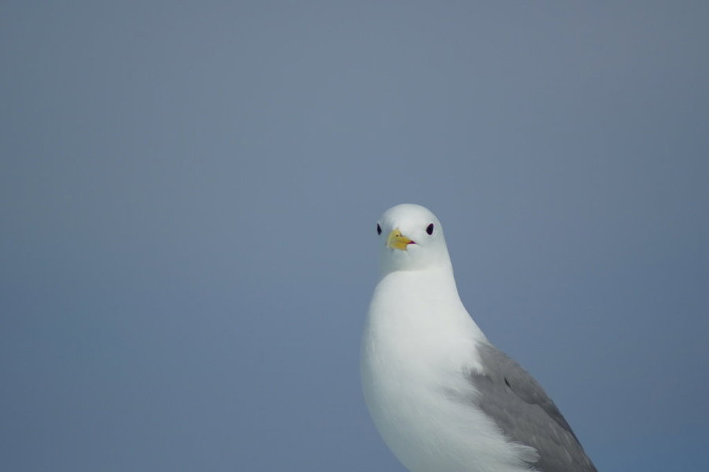 Drieteenmeeuw op Spitsbergen tegen een grijze lucht.