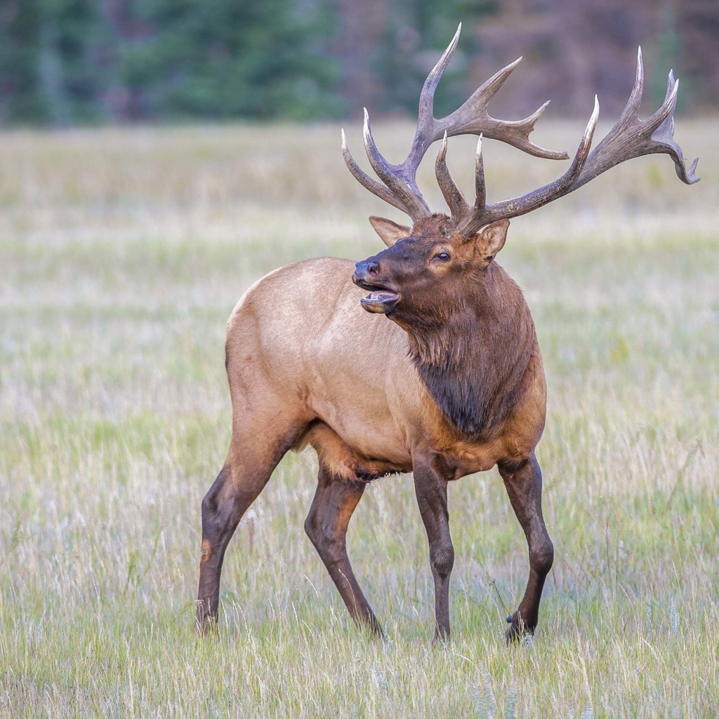 Wapiti met groot gewei in een grasveld in Canada West.