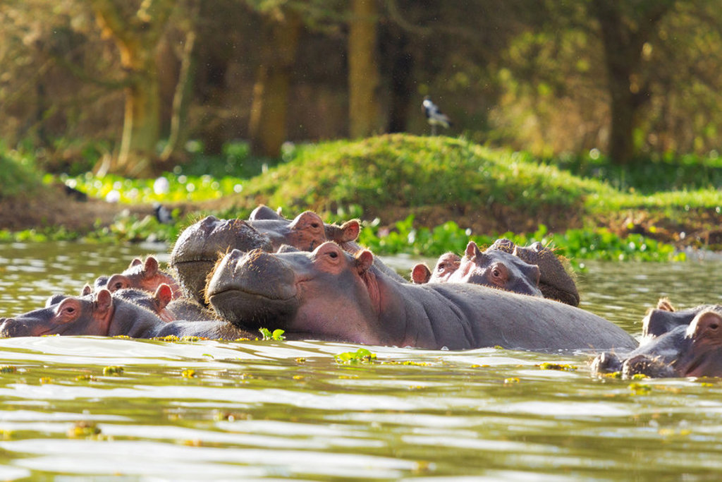Nijlpaarden in het water tijdens 22-35ers reis Kenia & Tanzania.