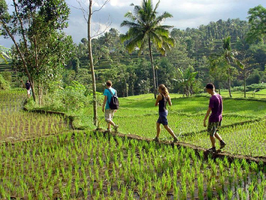 Gezin wandelt over een smal pad langs rijstterrassen op de Kleine Sunda Eilanden in Indonesië.