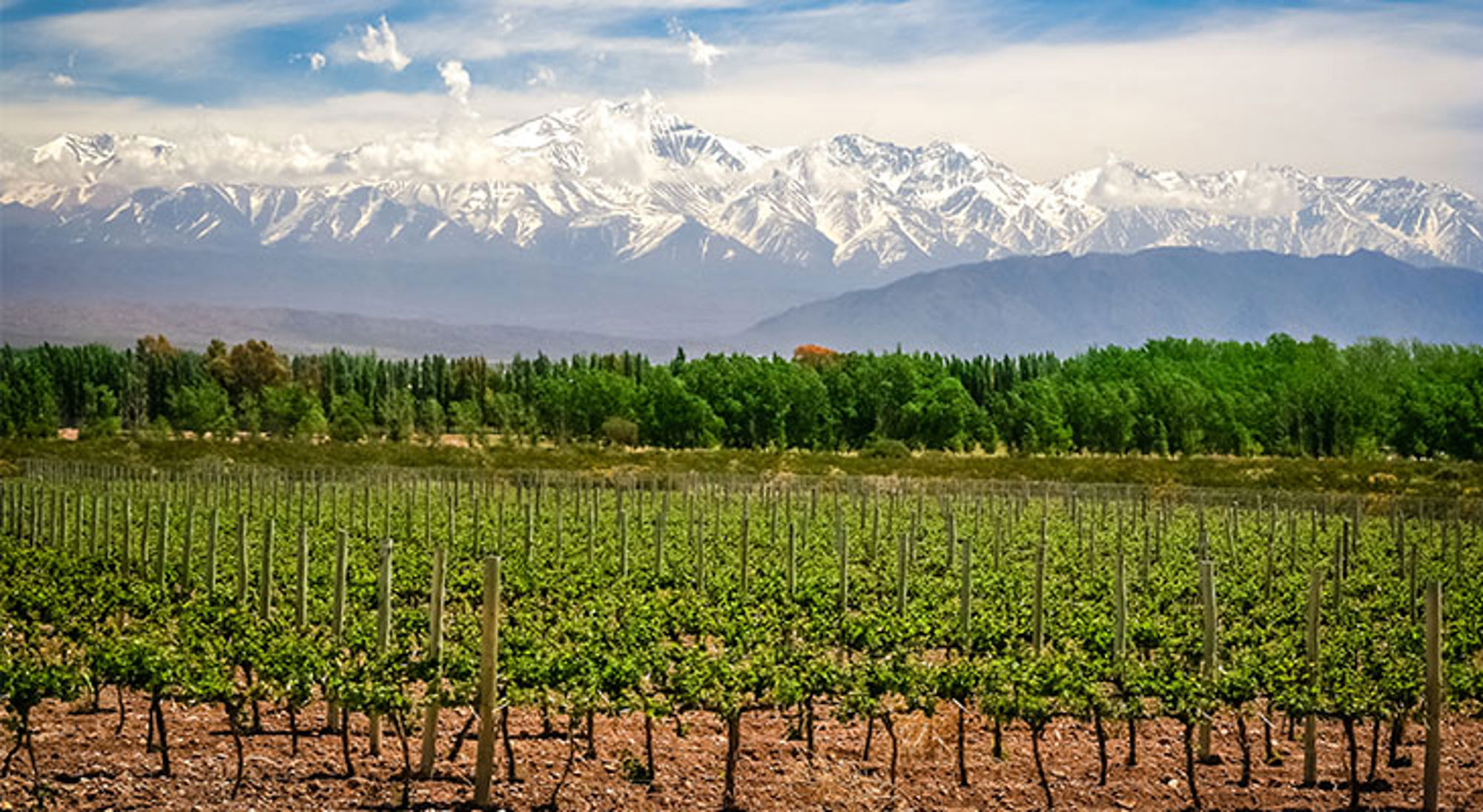 Wijngaarden in Mendoza met de besneeuwde Andes op de achtergrond.