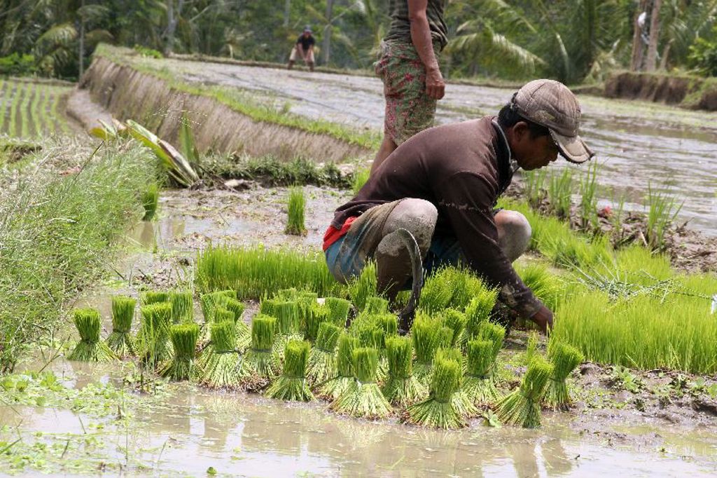 Boer plant rijstscheuten in een nat rijstveld op Bali tijdens een groepsrondreis Java, Bali en Lombok.
