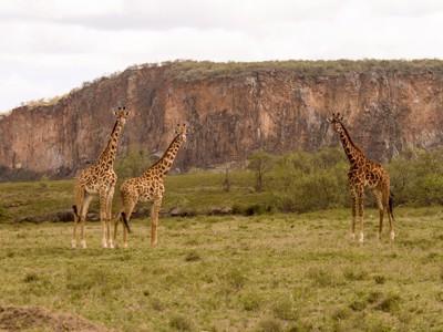 Giraffen op de savanne met een rotswand op de achtergrond tijdens de Route Oost-Afrika.