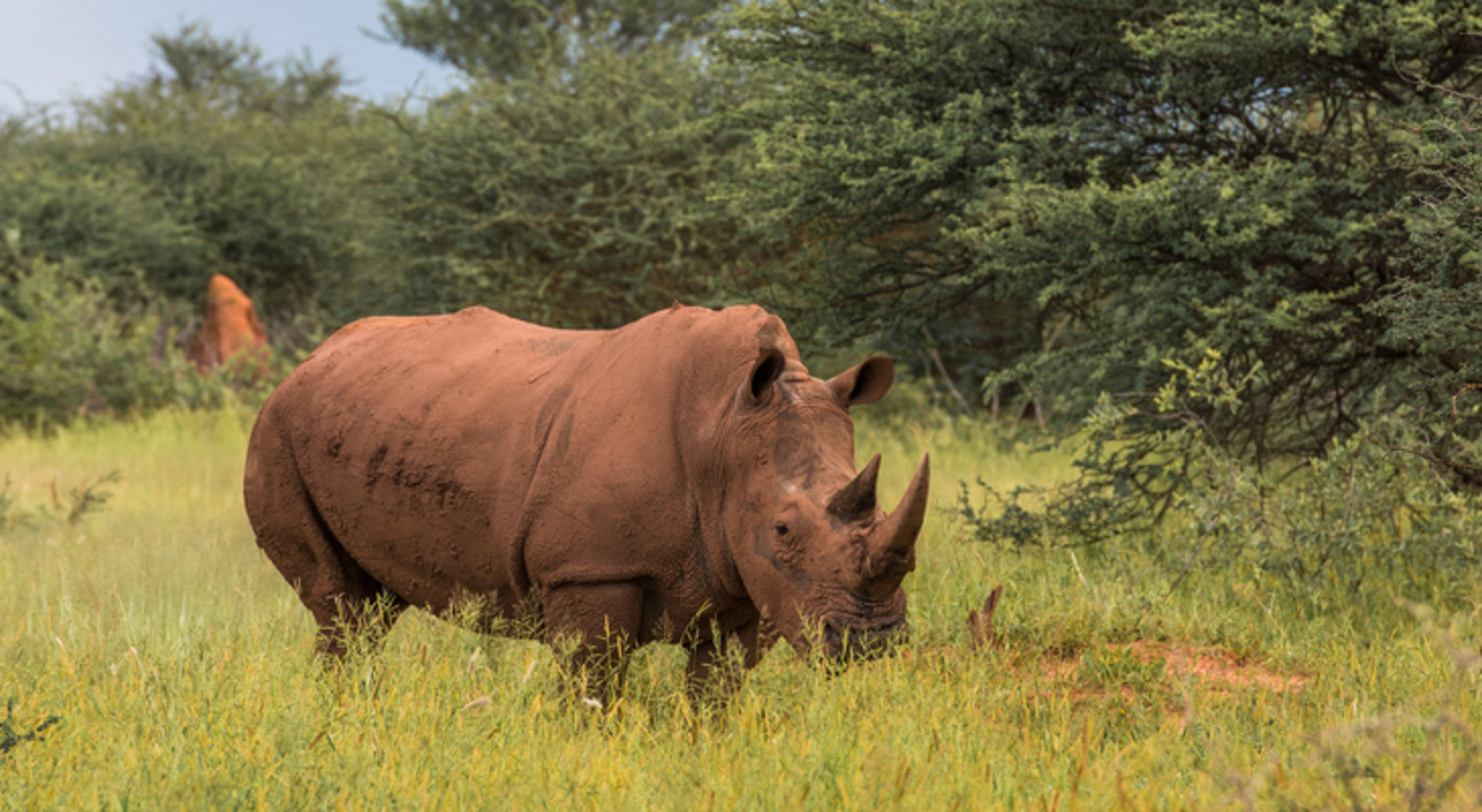 Neushoorn in de savanne van Namibië, tussen gras en acaciabomen.