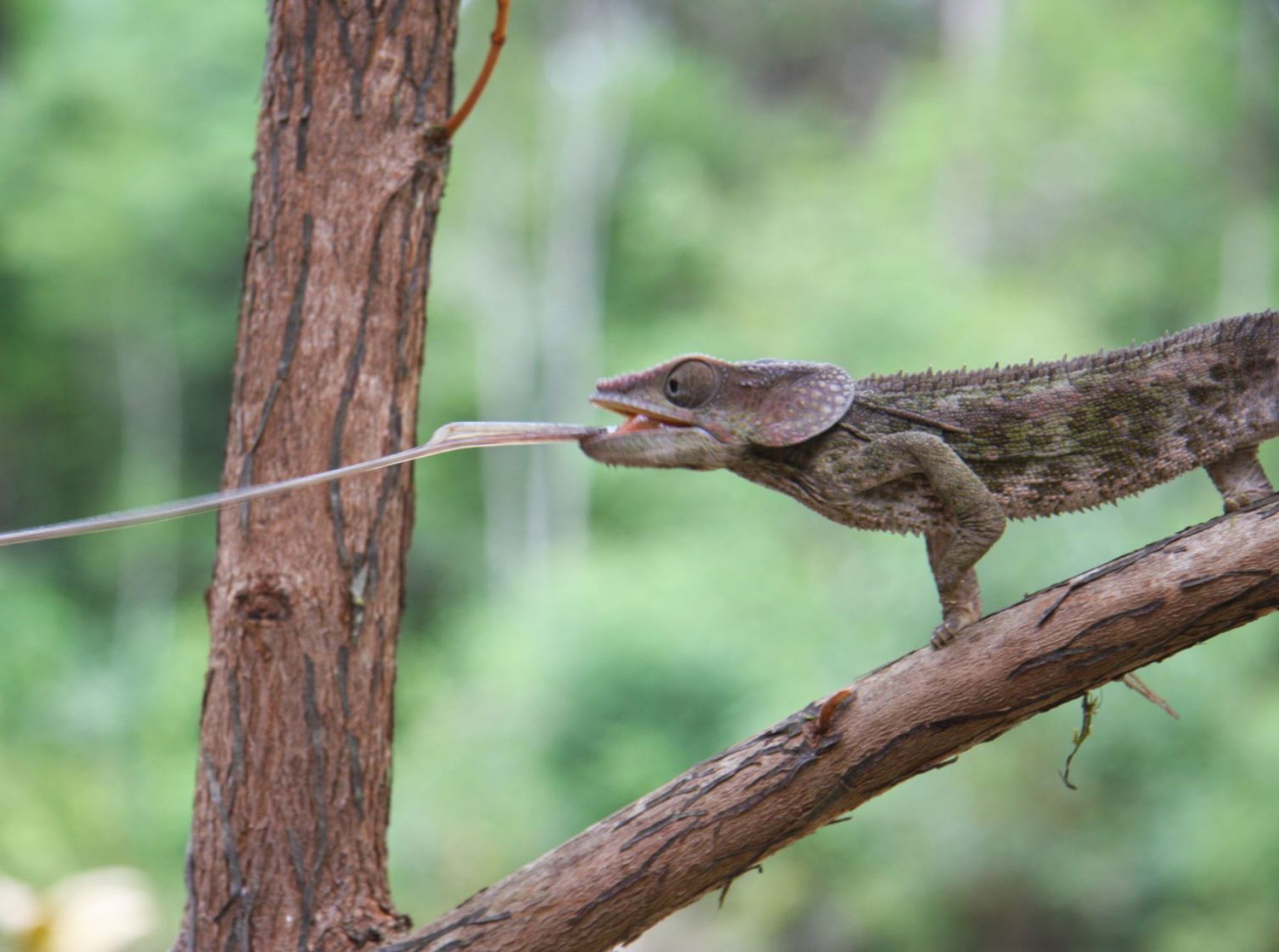 Kameleon op een tak op Madagascar, met uitgestoken tong om een prooi te vangen.