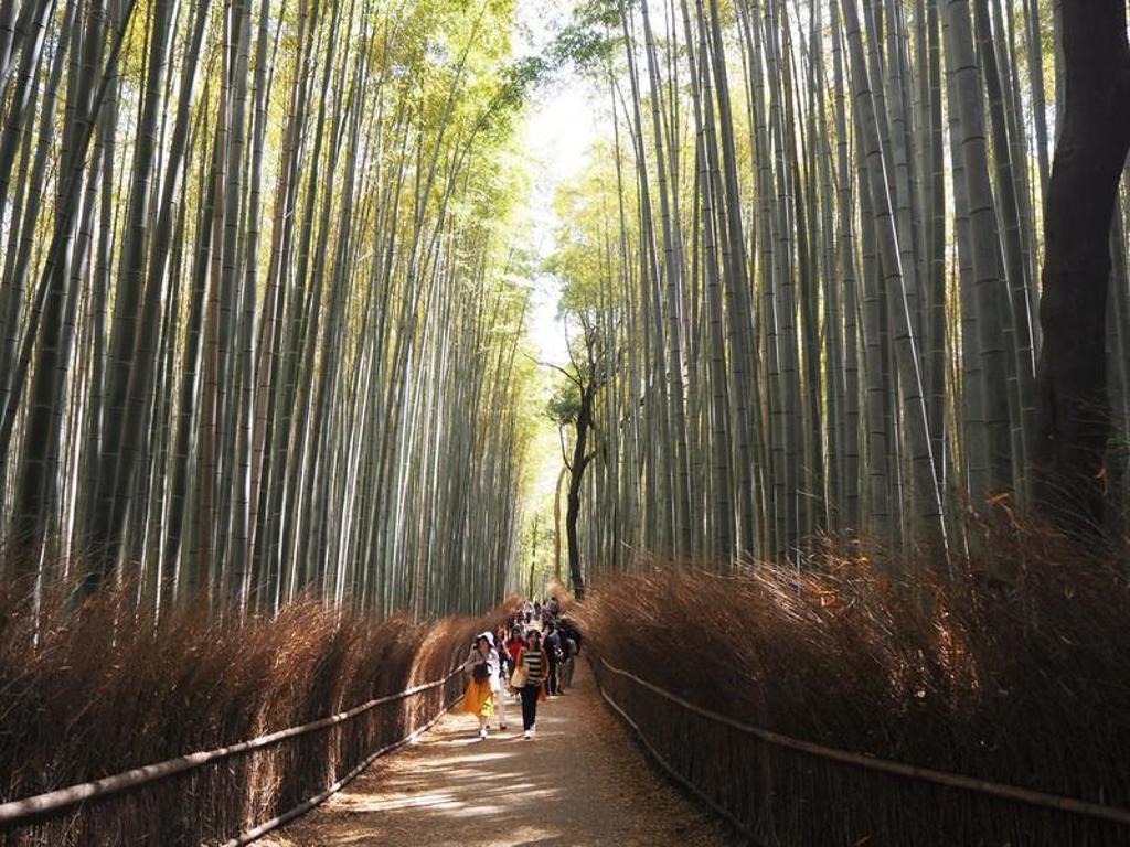 Wandelaars in het bamboebos van Arashiyama in Kyoto tijdens een groepsrondreis Japan.