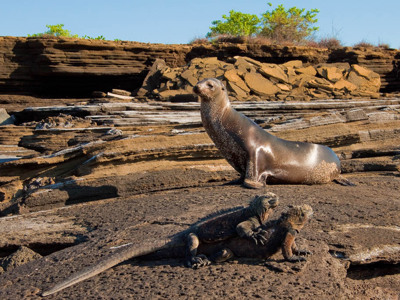 Zeeleeuw en zeeleguanen op vulkanische rotsen op de Galapagoseilanden.