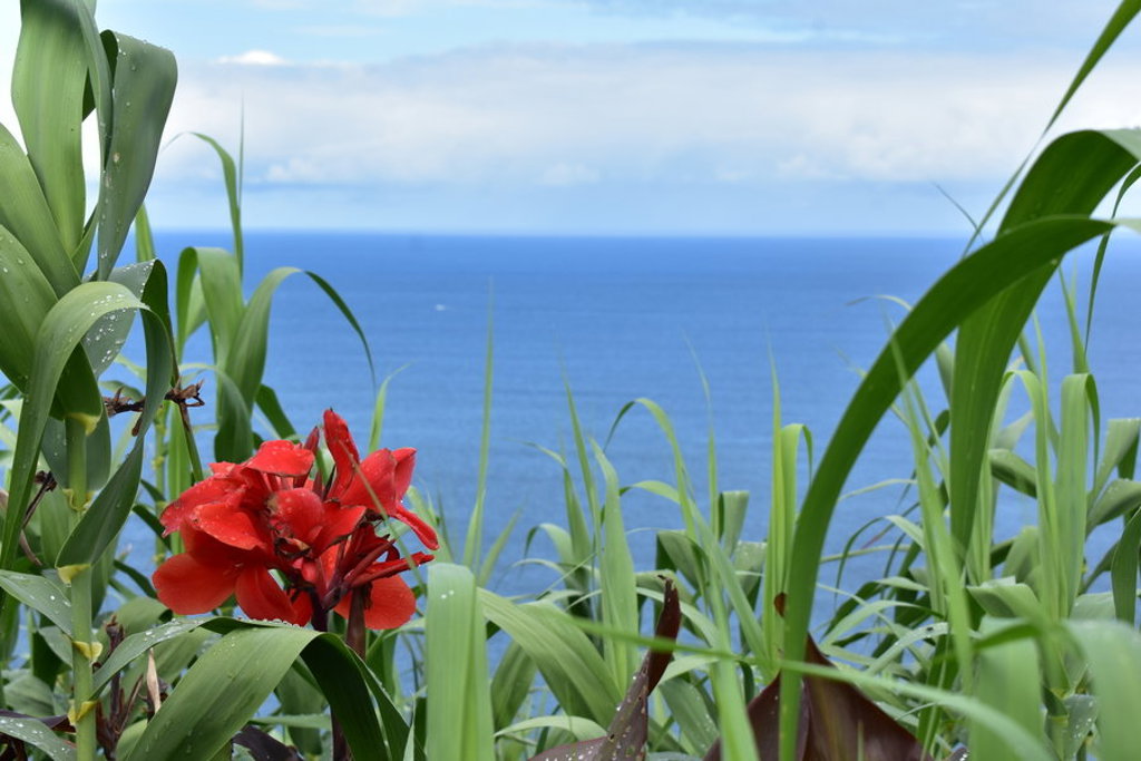 Rode bloem tussen groen riet met uitzicht op de Atlantische Oceaan op São Miguel, Azoren.