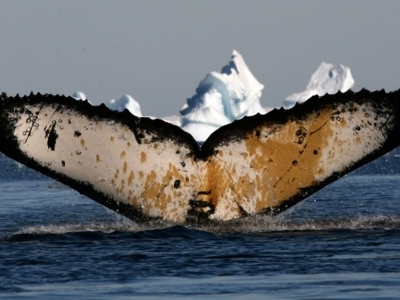 Staartvin van een bultrugwalvis boven het water tussen ijsbergen in Antarctica.