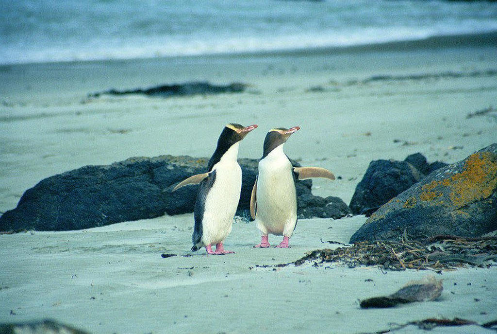 Twee geeloogpinguïns op een strand in Nieuw-Zeeland tijdens een groepsrondreis.