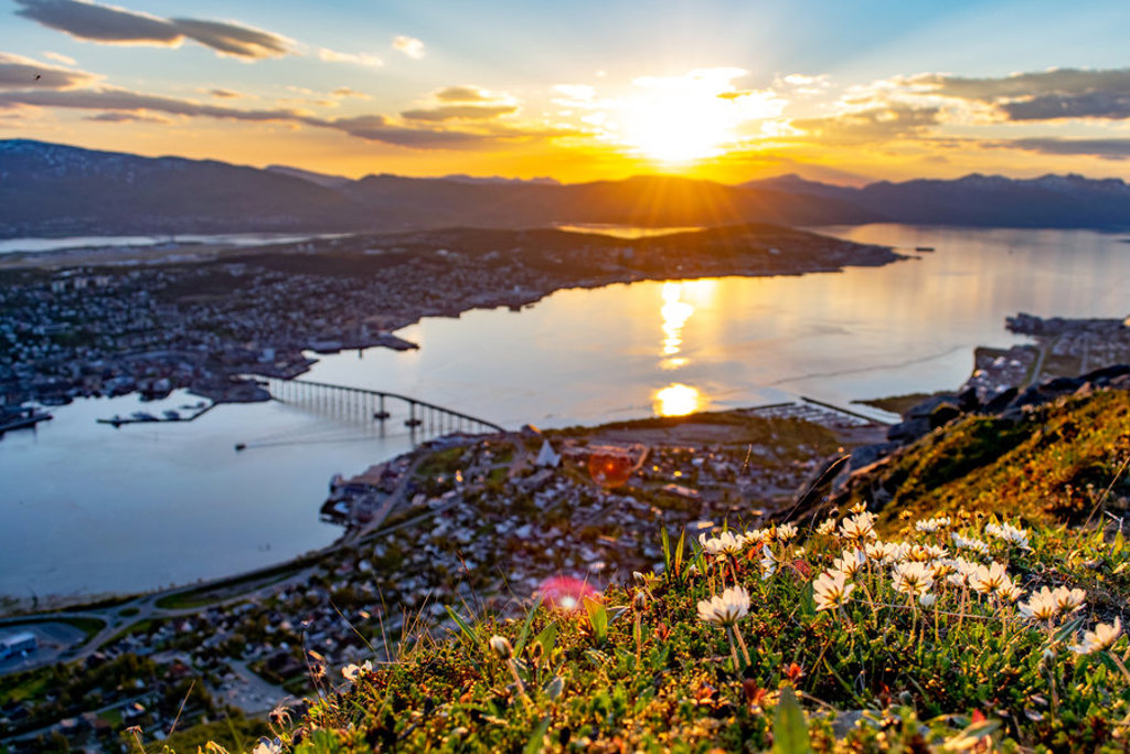 Zonsondergang boven Tromsø met fjord, brug en bergen, gezien vanaf een heuvel met bloemen op de voorgrond.