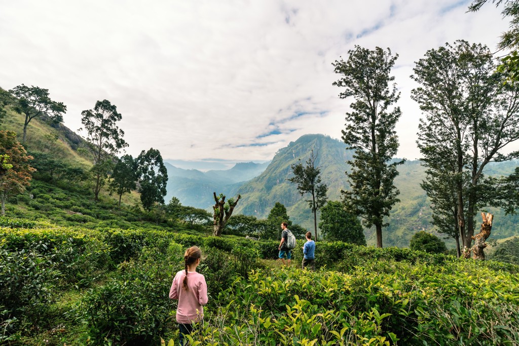 Gezin wandelt door theeplantage met uitzicht op groene bergen in Sri Lanka.