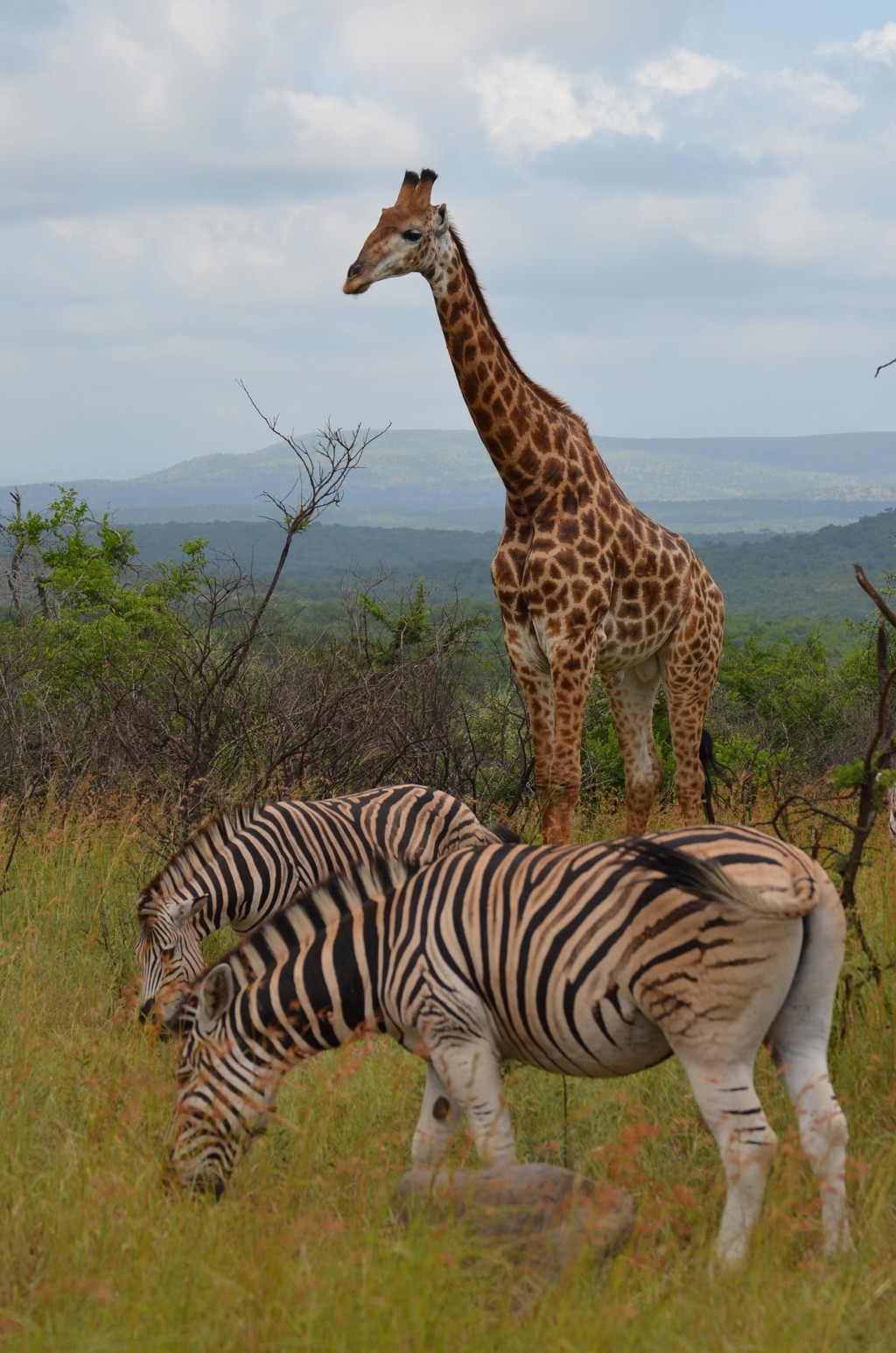 Giraffe en zebra’s in de savanne tijdens groepsrondreis Zuid-Afrika, eSwatini en Lesotho.