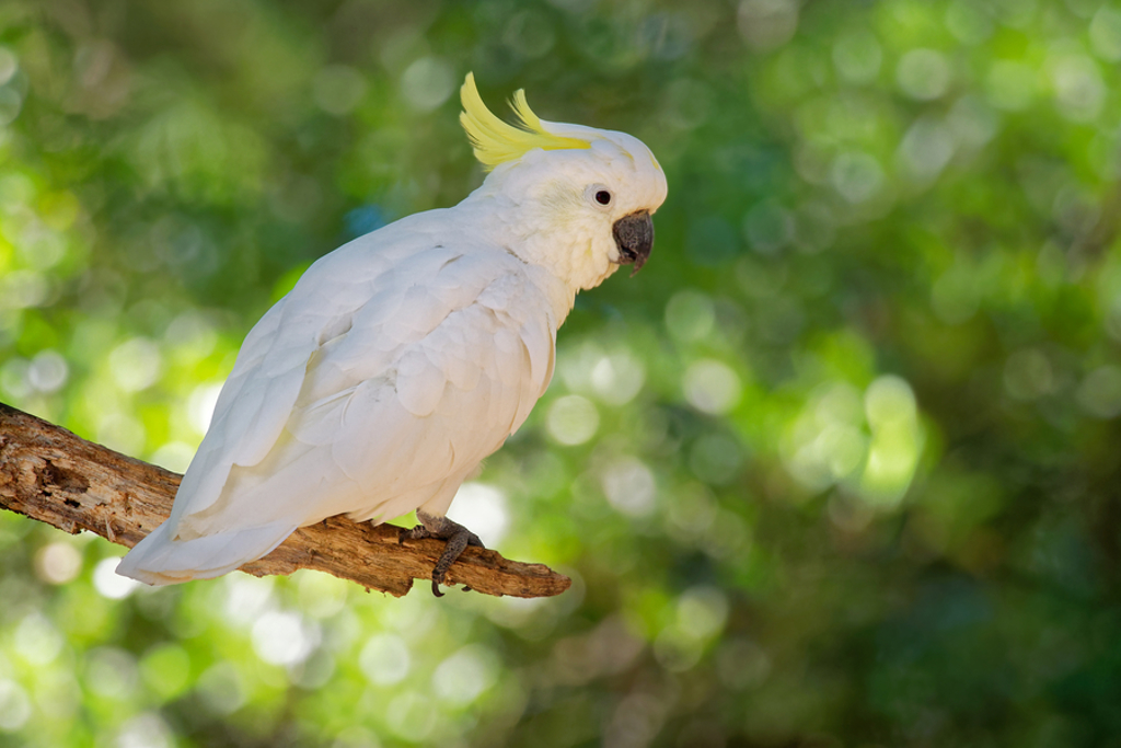 Witte kaketoe met gele kuif op een tak in Australië tijdens een 22-35ers groepsreis.