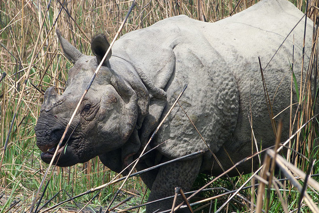 Indische neushoorn in hoog gras tijdens een familiereis door India en Nepal.