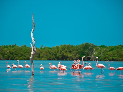 Flamingo’s in een lagune bij Bacalar tijdens de Route Mexico.