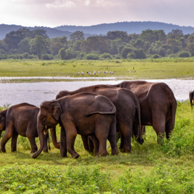 Kudde olifanten bij een meer in Udawalawe National Park tijdens een jeepsafari.