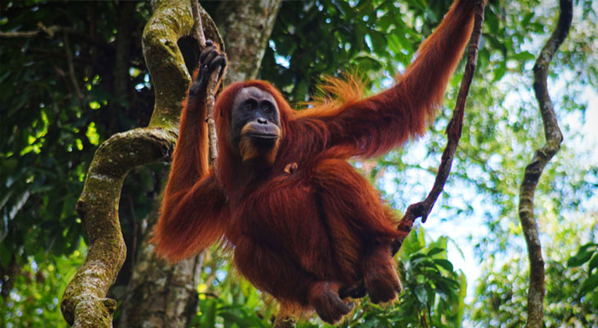 Orang-oetan slingert door de jungle in Indonesië.
