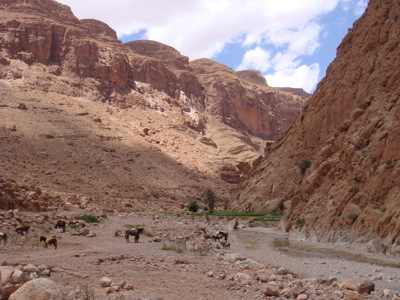 Rotsachtig landschap in de Todra-kloof in Marokko, met muilezels langs een droge rivierbedding.