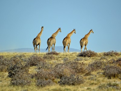 Vier giraffen op de savanne tijdens de route door Zuid-Afrika.