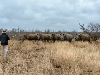 Ranger begeleidt een groep neushoorns door de droge savanne tijdens route Johannesburg - Kaapstad.