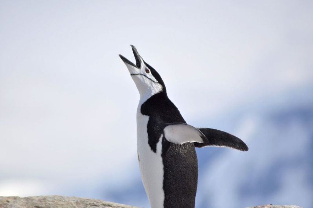 Kinbandpinguïn op Antarctica met gespreide vleugels en open snavel.